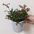 Kalanchoe 'Regal Bells' - 13cm pot